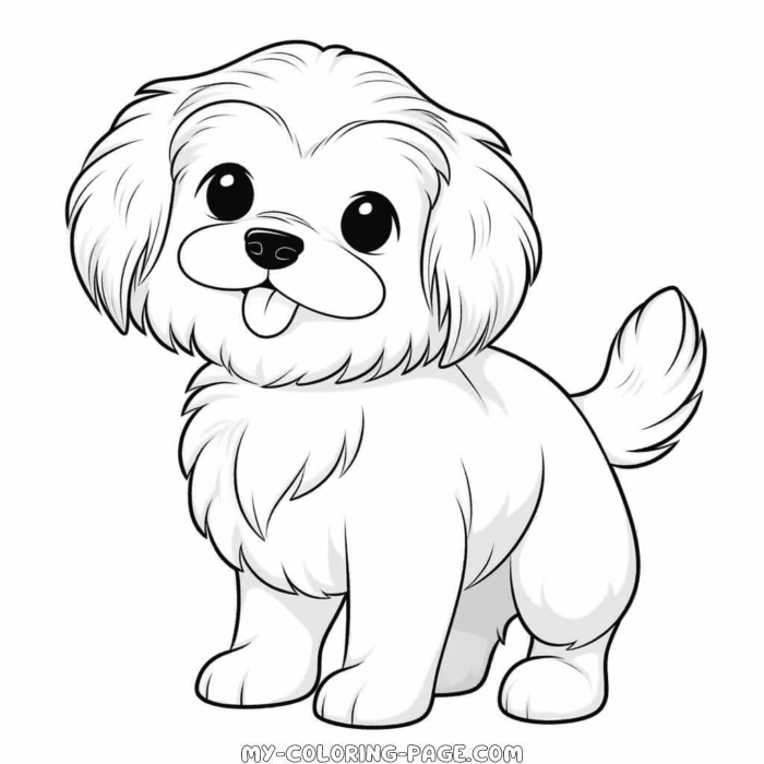 Havanese Dog coloring page | My Coloring Page