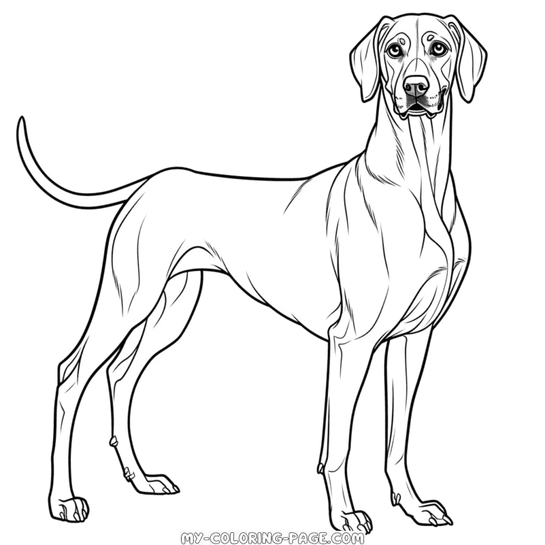 Rhodesian Ridgeback Dog coloring page | My Coloring Page