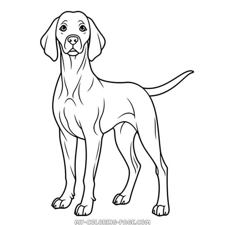 Weimaraner Dog coloring page | My Coloring Page