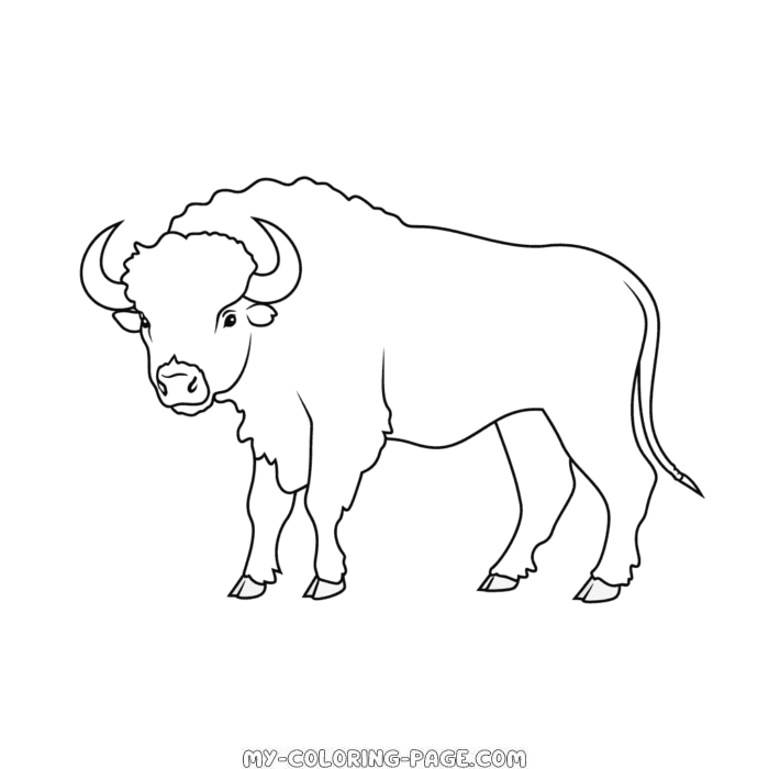 Buffalo coloring page | My Coloring Page