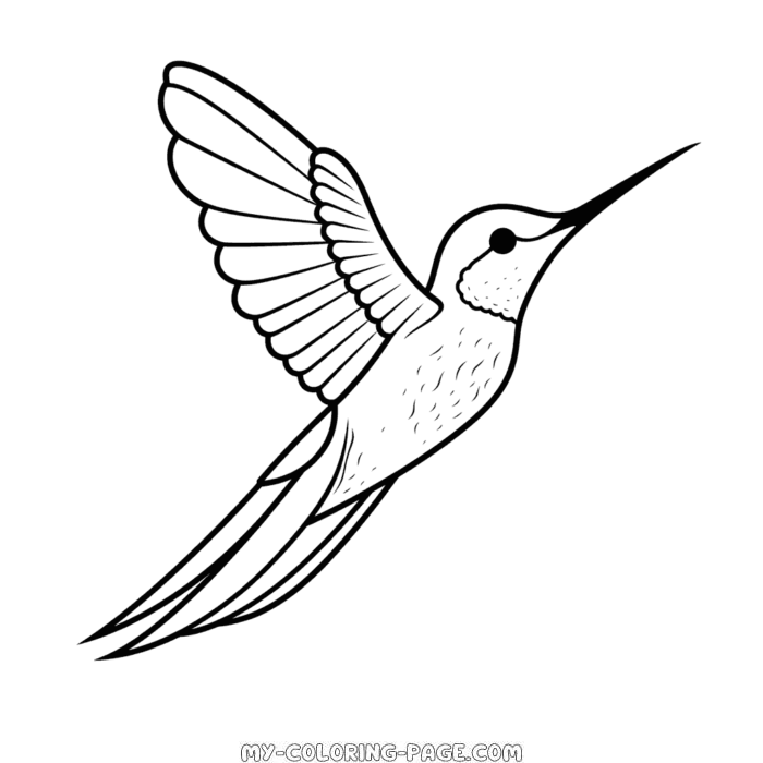 Hummingbird coloring page | My Coloring Page